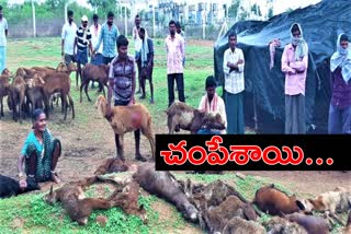 sheeps died on dogs attack at janagoan district