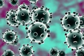 more 11 people are infected with corona virus, total number in nadia increased 228