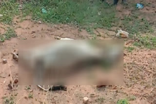 Cow died in Umaria