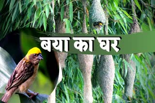 nest of weaver bird in dhamtari