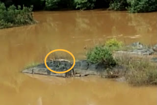 Crocodile Found In Bhadra River