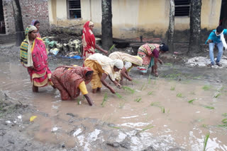 planting rice seedlings in stagnant water