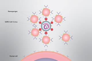 Nanosponges Could Intercept Coronavirus Infection