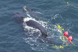 Watch: Two whales rescued off Australian coast