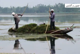 lakes and water ways development authority starts cleanliness drive in dal lake