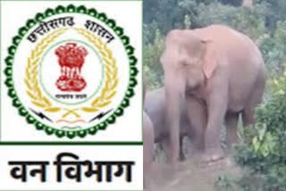 Elephants death in Chhattisgarh