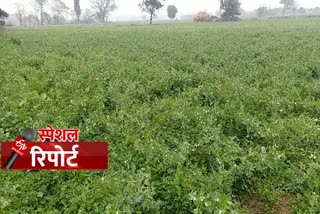 salehari green crop purchase start in kurukshetra