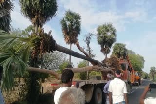 uprooted-palm-tree