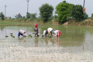 meerut