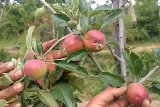 apple grown in Khajuri