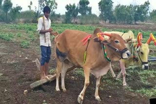 seeds    sowing started  in kalburgi