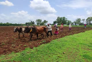 kharif sowing was completed but rain get stop now dindori taluka nashik