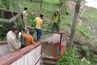 crocodile-came-out-from-kaliasot-dam-in-bhopal