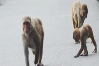 Monkey in himachal pradesh