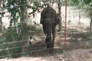 treatment to elephant  elephant in covai  கோவை  காயம்பட்ட காட்டுயானை  ஜம்புகண்டி  jambukandi  covai news