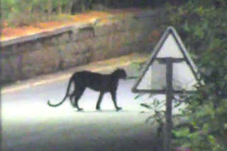 The search for leopards continues in Telangana's Jagtial district