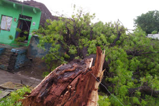 तेज हवाओं से पेड़-पौधे हुए धराशाई, Trees fall by strong winds