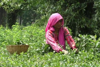 Kangra Tea