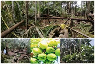 Nisarga cyclone damage to coconut betel orchards Raigad