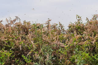 locust party