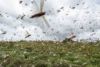 Locust attack in two villages of Uttar Pradesh's Mahoba