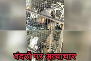 monkeys in cage, rajasthan news, जयपुर न्यूज