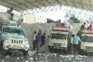 Cotton registration scam In yavatmal