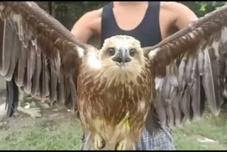 Injured Hawk Freed at Kaliabor