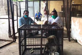 Social workers imprisoned themselves to free the monkeys