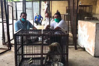 activists sit in cage to protest