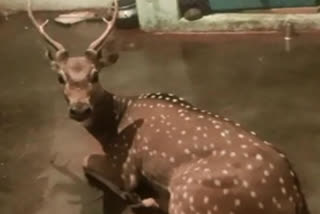 deer into house in ramakuppam chittore district