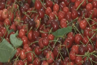 covid-19-cherry-farmers-suffer-in-himachal-sales-down-by-60-80-pc