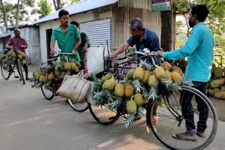 Lock down effect on pineapple producer in Bongaigaon