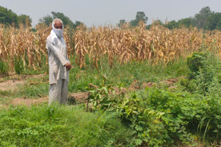 fruit garden damage by miscreant in kharkhodar sonipat