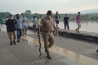 snake Rescue from Sukhna Lake