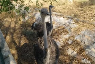 Death of Bahubali Ostrich, post mortem report of  Ostrich