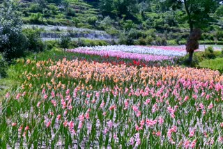 floriculture in pauri