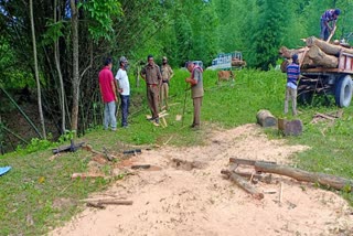 পূৱ বিলাসীপাৰাৰত শাল কাঠ সহ অবৈধ কাঠ ফলা মিল জব্দ