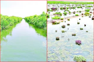 damage-to-mangroves-with-invasions-in-guntur-district