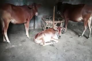 karimganj_animal_lumpi_screen_dijij