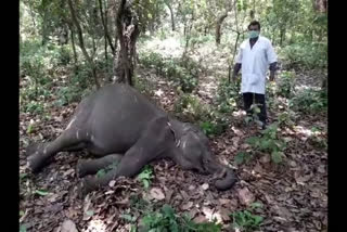 Bijnor: The discovery of an elephant carcass caused a stir in the forest department