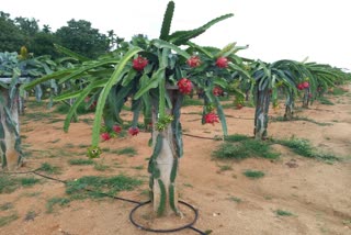 ಡ್ರ್ಯಾಗನ್​ ಫ್ರೂಟ್ ಬೆಳೆ