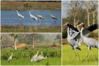 saras bird counting completed in gondia