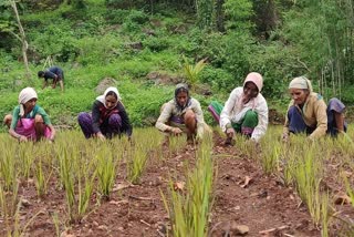 women singing and did inter massage work in farm