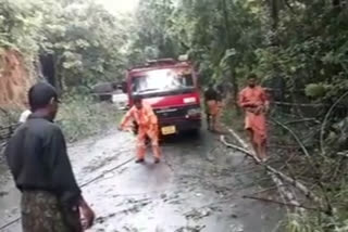 കണ്ണൂർ  kannur  heavy rain  കനത്ത മഴ  മരങ്ങൾ കടപുഴകി വീണു