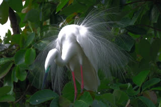 Great Egret