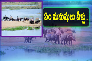 Sand smuggling with  buffalos in middle of the Tungabhadra River