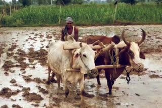 बारिश से खुश हुए किसान.