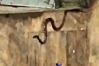 Snake in kasturba residential school quarantine center in Bokaro