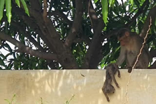 monkey dead in kalyanadurgam